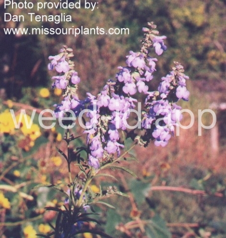 sage, blue